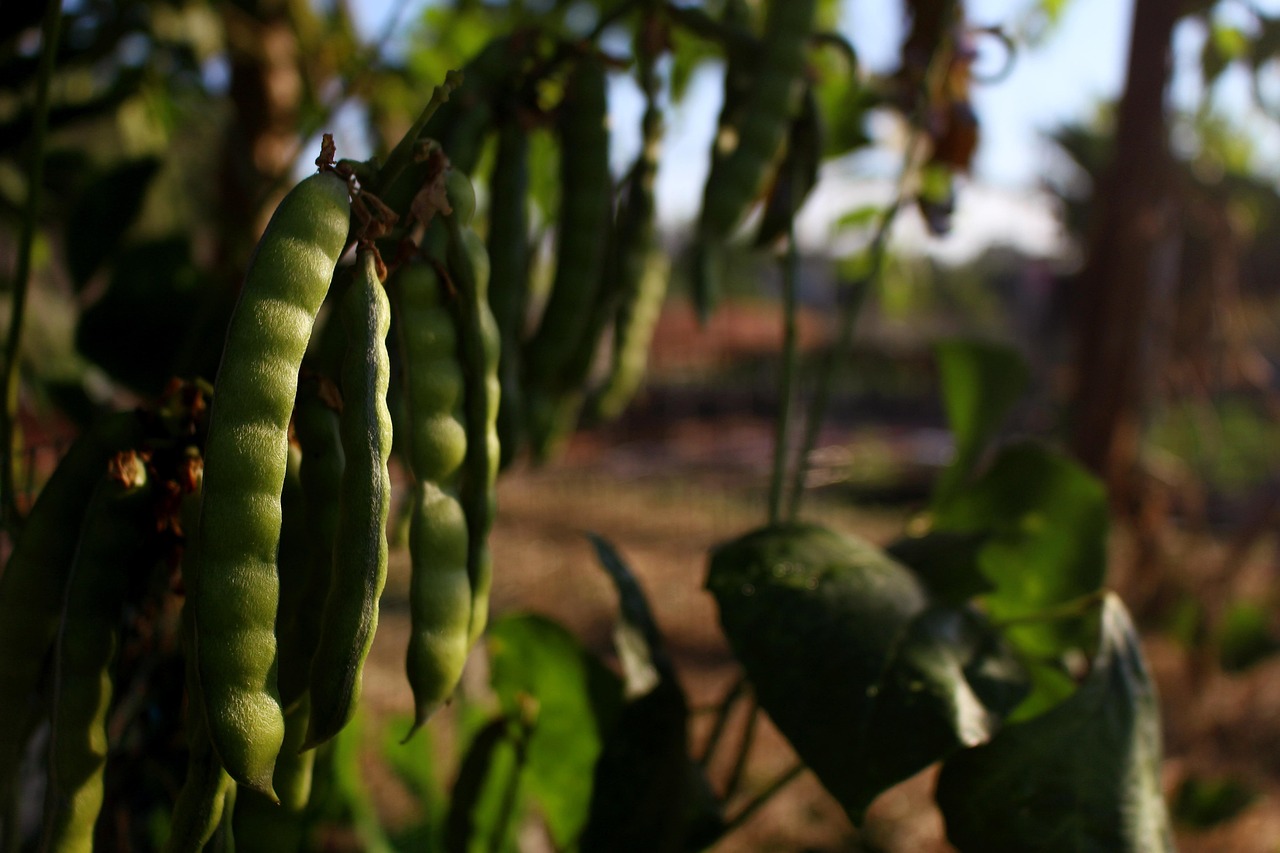 Pea plant w/ closeup of pea pod