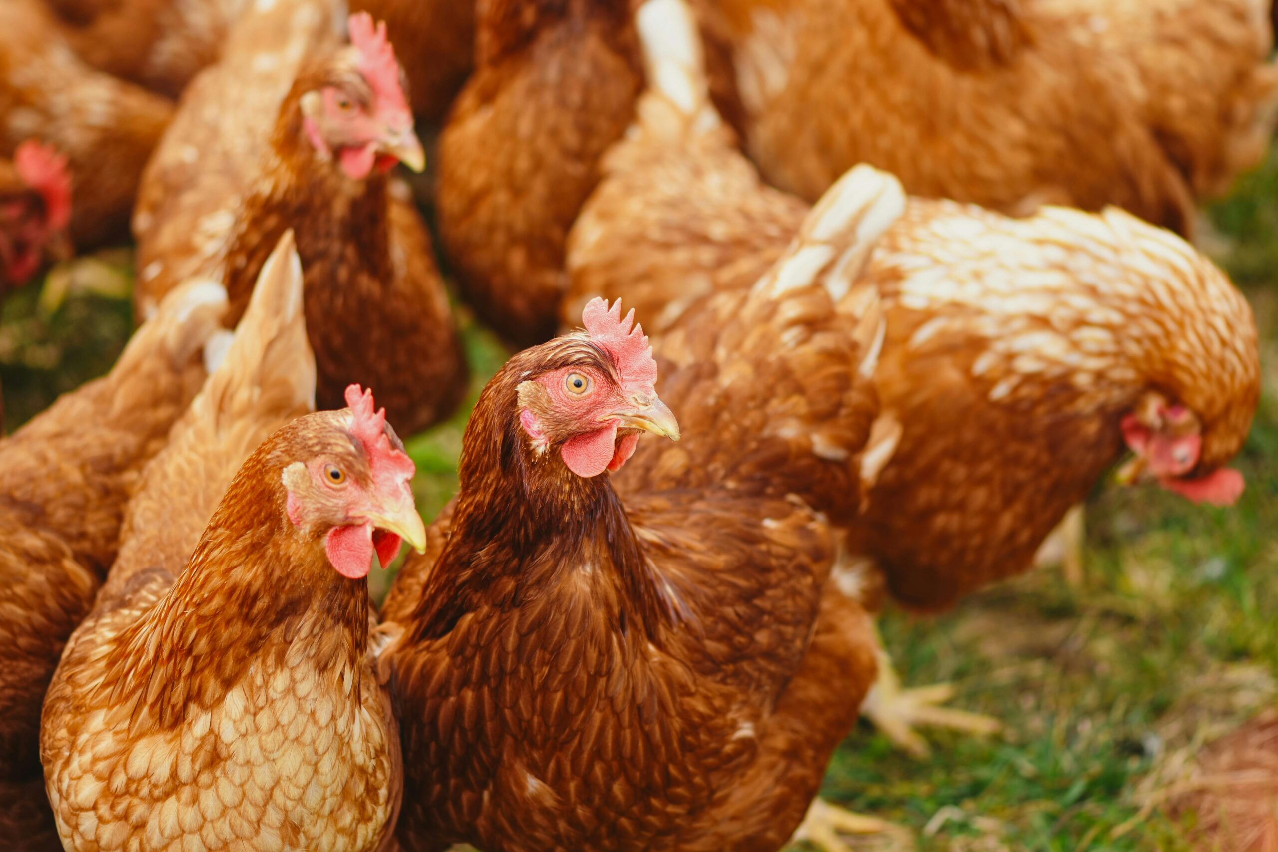 Lots of chickens