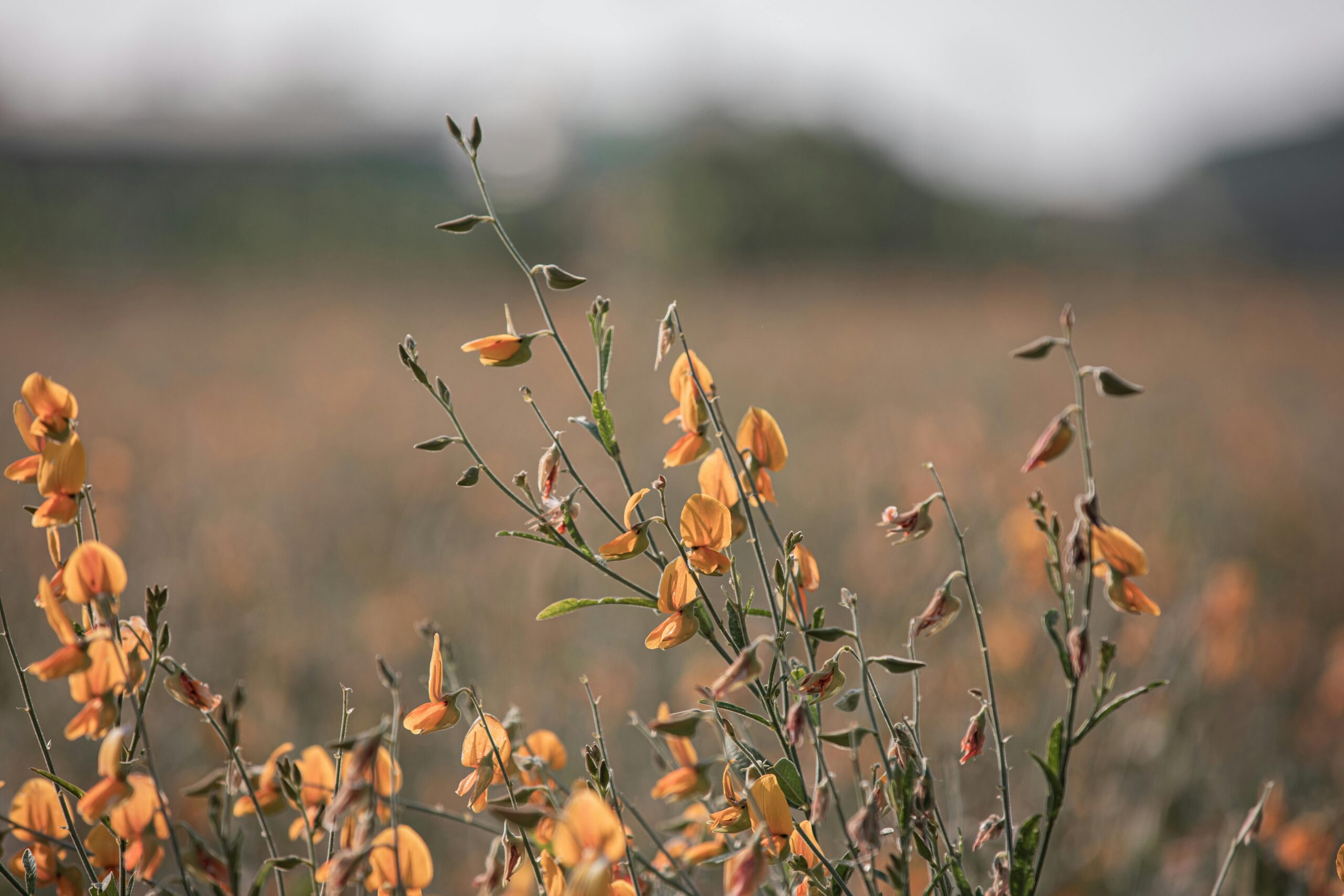 Plant with Flowers