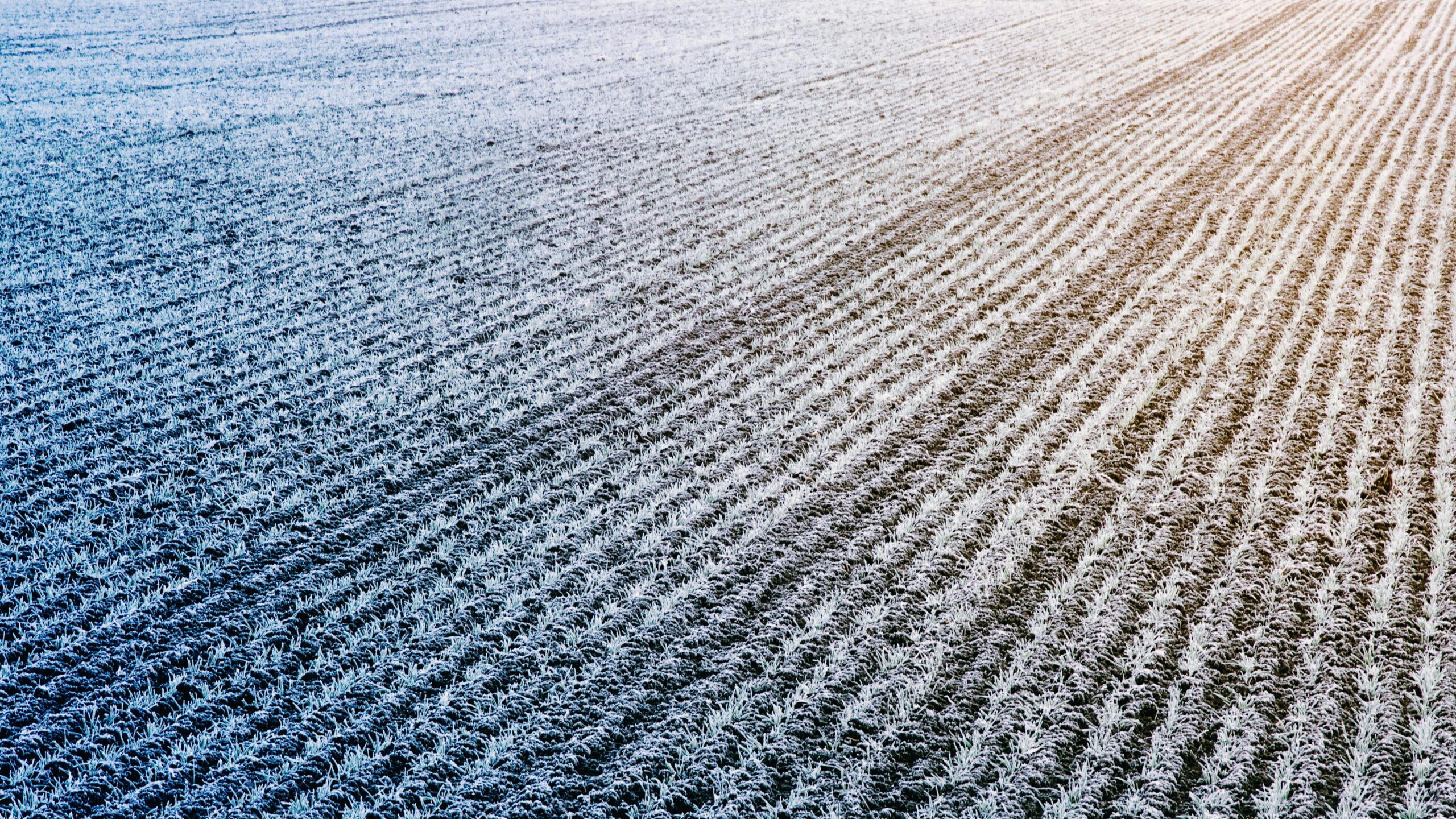 Frosty Field of Crops