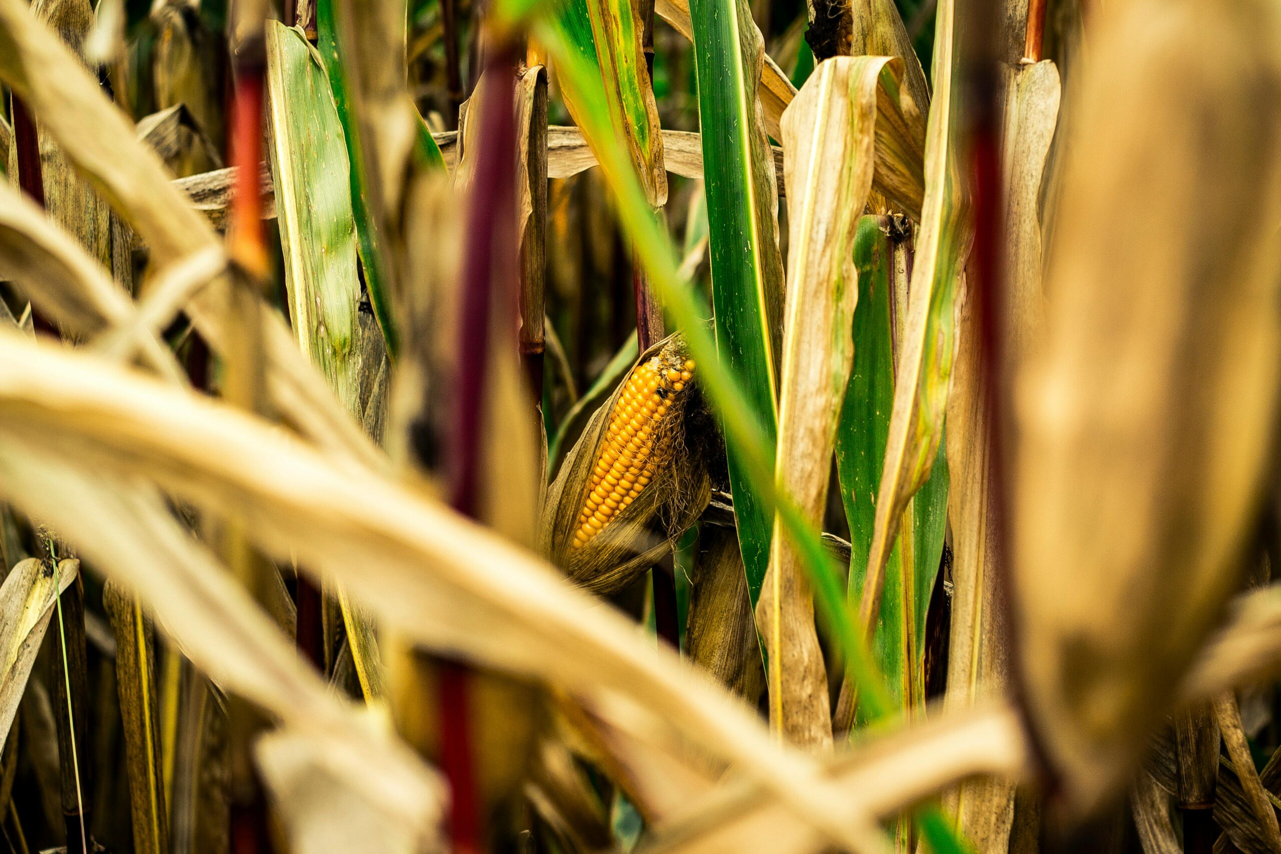 Corn in Field