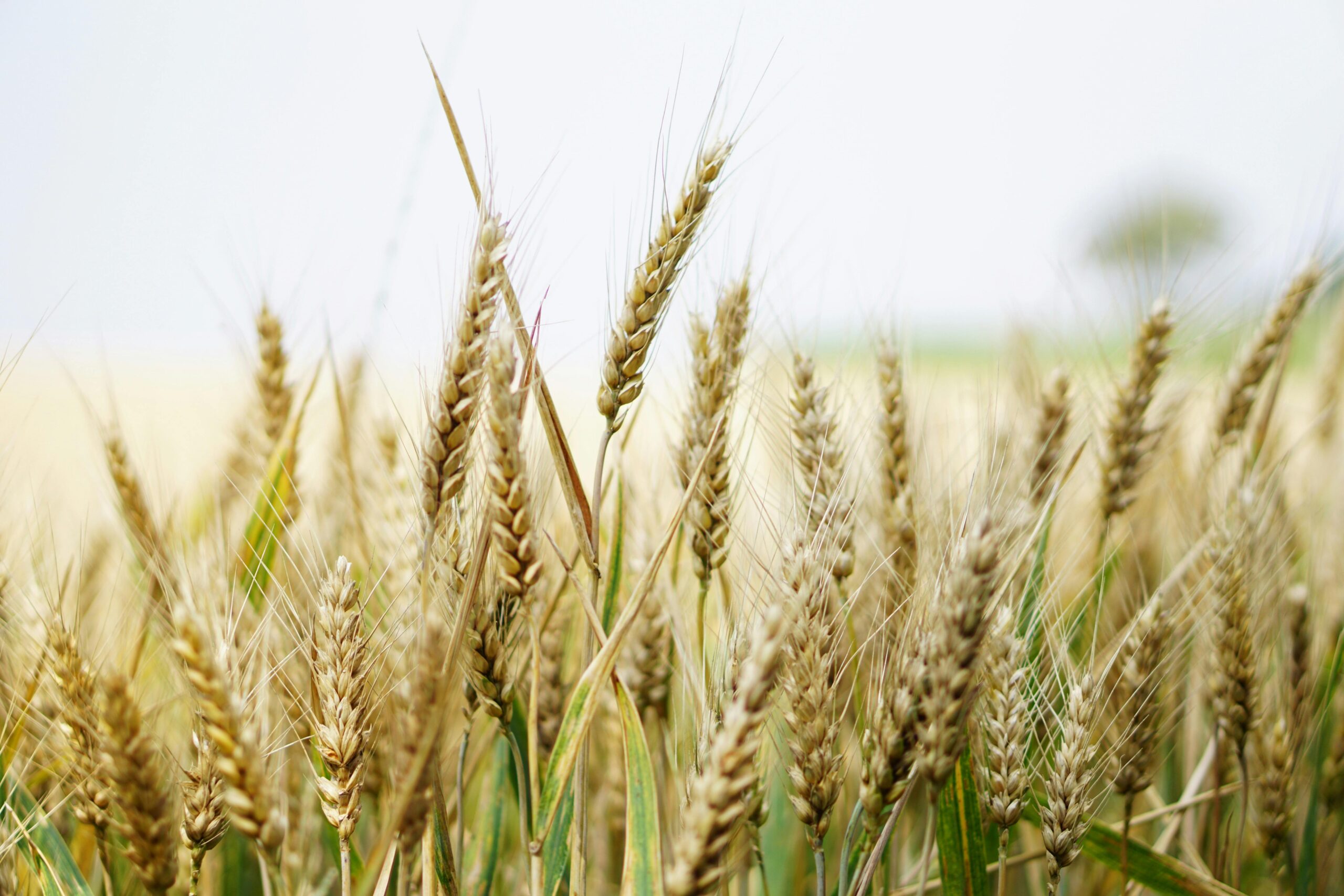 Wheat Field