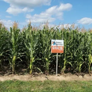 Golden Harvest G10L16 Corn Field