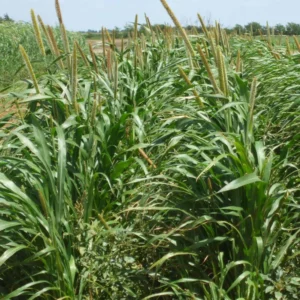 Exceed Hybrid Pearl BMR Millet Field