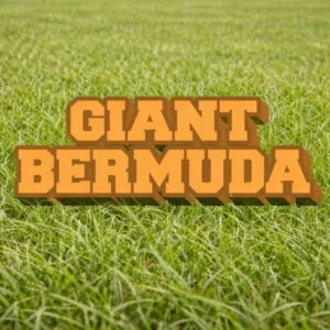 Grain Bermudagrass Field