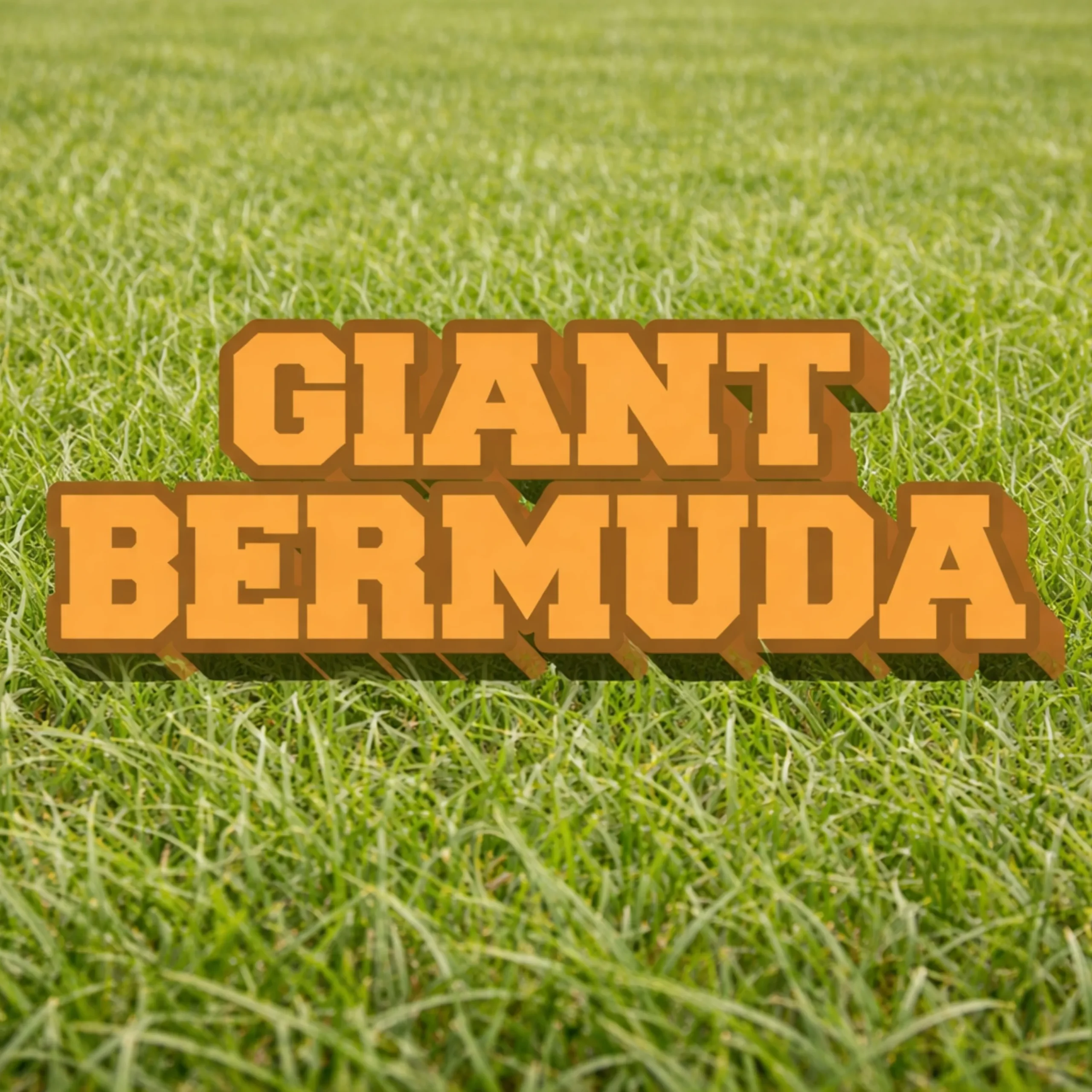Grain Bermudagrass Field