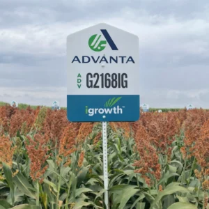 ADV G2168IG Grain Sorghum Field