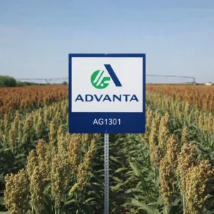 ADV G1301 Grain Sorghum Field with Advanta Sign