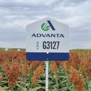 ADV G3127 Grain Sorghum Field