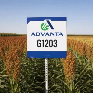 ADV G1203 Grain Sorghum Field