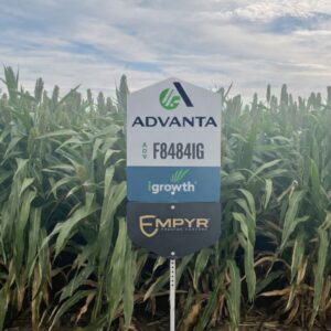 ADV F8484IG Forage Sorghum Field