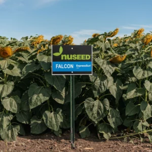 NuSeed Falcon Peredovik Sunflower Field