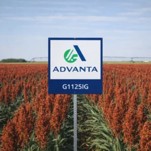 ADV G1125IG Grain Sorghum Field with sign