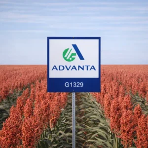 ADV G1329 Grain Sorghum Field with sign