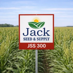 JSS 300 Grain Sorghum Field