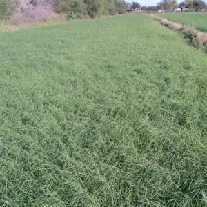 Giant Bermudagrass