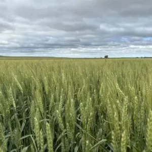 Monument Wheat Field