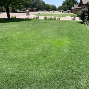 Sahara 2 Bermudagrass