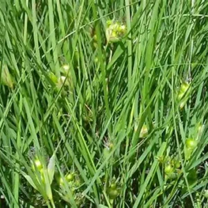 Texoka Buffalograss