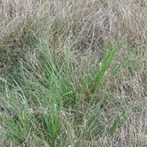 Top Gun Buffalo Grass