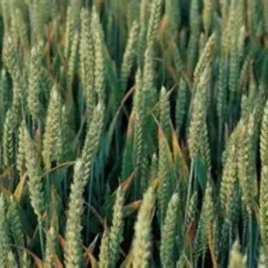 WB 4595 Wheat Field