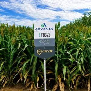 ADV F8322 Forage Sorghum Field