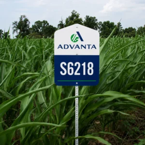 ADV 6218 Sorghum Sudangrass Field