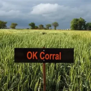 OK Corral Wheat Field w/ Sign