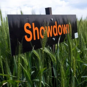Showdown Wheat Field with Sign