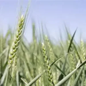 WB 4511 Wheat Field