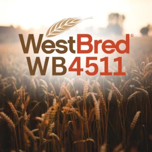 WB 4511 Beardless Wheat Field