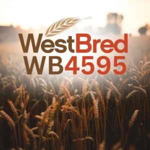WB4595 Dryland Wheat Field