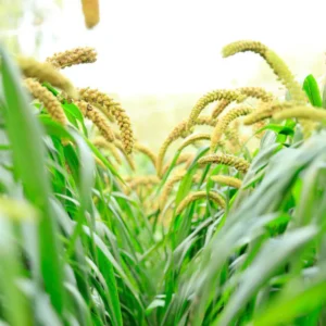 Foxtail Millet Field