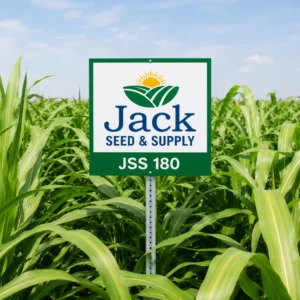 JSS 180 BMR Sorghum Sudangrass Field