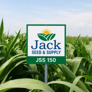 JSS 150 Sorghum Sudangrass Field
