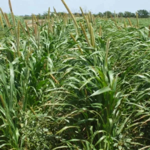 Leafy TR7 Pearl Millet Field