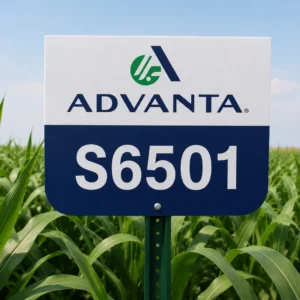 ADV S6501 Sorghum Sudangrass Field