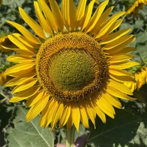 SVS 421EC Conventional Oil Express Herbicide Resistance Sunflower
