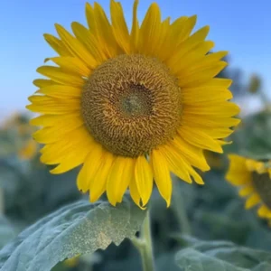 SVS 610CC Birdseed Mid Oleic Sunflower with Clearfield Herbicide Resistance