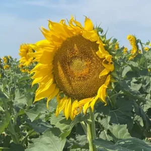 SVS 640EM Mid Oleic Sunflower