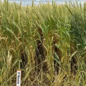 SY Wolverine Wheat Field