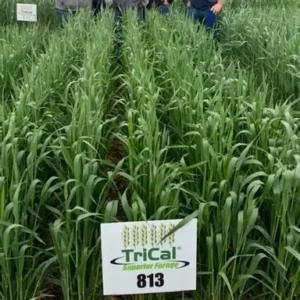 813 Triticale Field