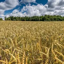Bighorn Wheat Field