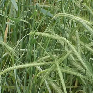 Elbon Rye Field
