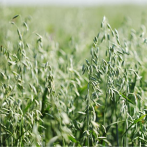 Goliath Oats Field