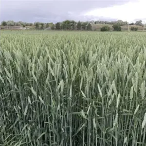 Gunner Triticale Field