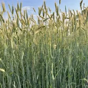 Hazlet Rye Field