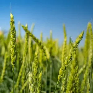 High Cotton Wheat Field