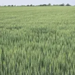 Avery Wheat Field