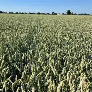 Motley Triticale Field